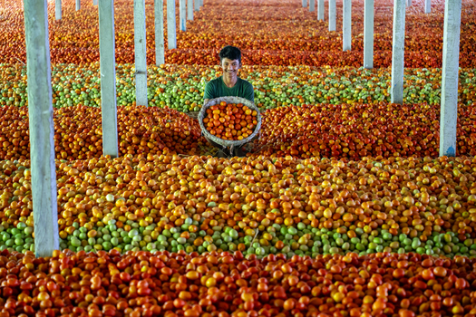 Bogura Bangladesh 25 May 2024 View of a smiling worker holding a basket of fresh tomatoes amidst vast rows of harvested red and green tomatoes in a large warehouse. Bogura Bangladesh 25 May 2024 View of a smiling worker holding a basket of fresh tomatoes amidst vast rows of harvested red and green tomatoes in a large warehouse.