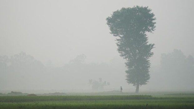 View of a lone tree in a foggy field in Bogura Bangladesh.