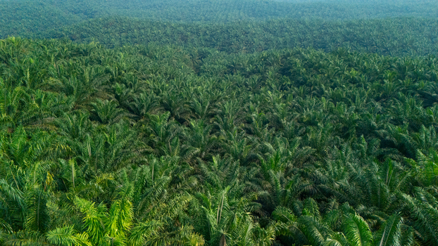 Aerial view of a vast palm oil plantation with rows of lush green palm trees stretching across the landscape in Indonesia.