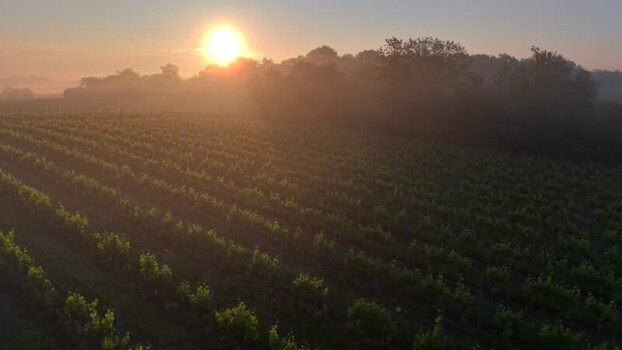 Aerial view of a misty vineyard at sunrise France. Aerial view of a misty vineyard at sunrise France.