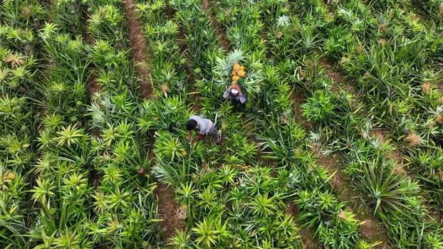 Aerial view of workers harvesting pineapples in Madhupur Bangladesh.