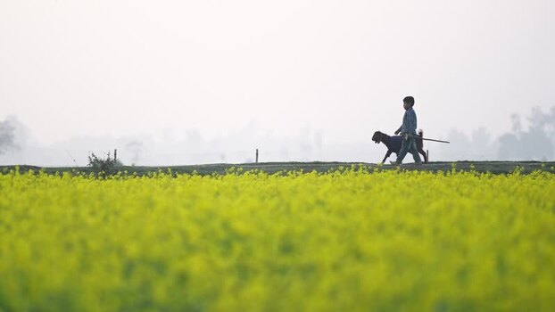 View of a boy walking with a goat by a mustard field Bangladesh.