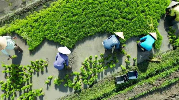 Aerial view of farmers planting rice in flooded paddy fields Indonesia. Aerial view of farmers planting rice in flooded paddy fields Indonesia.