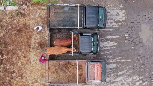 Aerial view of trucks and cattle at Animal Market Indonesia. Aerial view of trucks and cattle at Animal Market Indonesia.