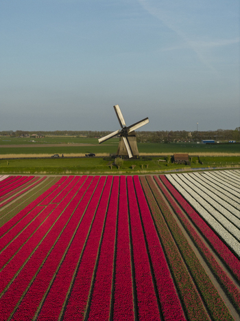 Aerial view of a traditional Dutch windmill standing amidst vibrant rows of red and white blooming tulips in the Netherlands. Aerial view of a traditional Dutch windmill standing amidst vibrant rows of red and white blooming tulips in the Netherlands.
