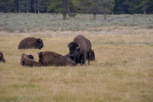 View of a herd of American bison grazing in a grassy meadow with a forest backdrop in Yellowstone National Park Wyoming United States. View of a herd of American bison grazing in a grassy meadow with a forest backdrop in Yellowstone National Park Wyoming United States.