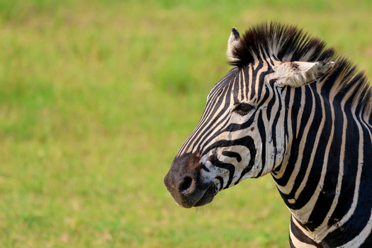 View of a majestic zebra s striking black and white stripes contrasting vibrantly against the lush green savanna Kruger Park South Africa. View of a majestic zebra s striking black and white stripes contrasting vibrantly against the lush green savanna Kruger Park South Africa.