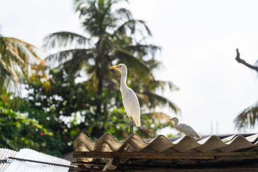View of two white egrets perched on a corrugated metal roof with tropical palm trees in the background Sri Lanka. View of two white egrets perched on a corrugated metal roof with tropical palm trees in the background Sri Lanka.