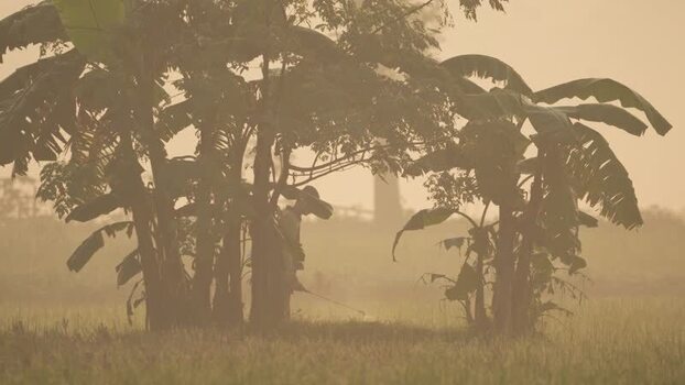 View of a farmer working in a misty field Bangladesh. View of a farmer working in a misty field Bangladesh.