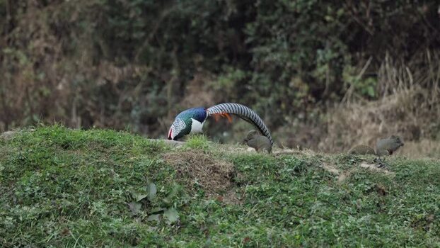 View of Silver Pheasant China.