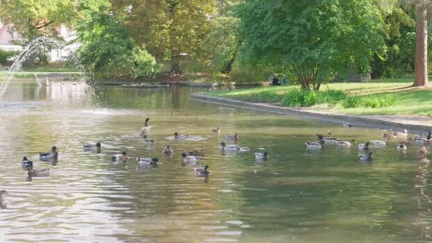 View of ducks swimming in a park pond in Olomouc Czechia.