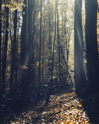 View of sunbeams filtering through the tall trees of a beech forest with fallen autumn leaves on the forest floor in Krakow Lesser Poland Voivode Poland. View of sunbeams filtering through the tall trees of a beech forest with fallen autumn leaves on the forest floor in Krakow Lesser Poland Voivode Poland.