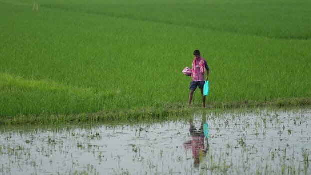 View of a farmer walking by a green rice field Bangladesh.