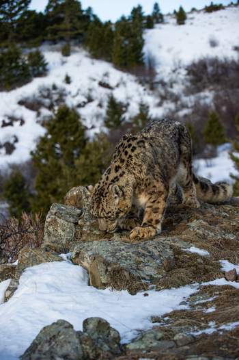 View of a captive snow leopard standing on rocky snow covered ground with evergreen trees in the background USA. View of a captive snow leopard standing on rocky snow covered ground with evergreen trees in the background USA.