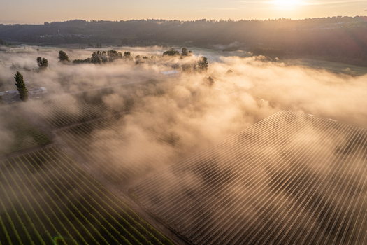 Aerial view of agricultural fields shrouded in thick morning fog during a golden sunrise with distant hills Alderton Washington United States. Aerial view of agricultural fields shrouded in thick morning fog during a golden sunrise with distant hills Alderton Washington United States.