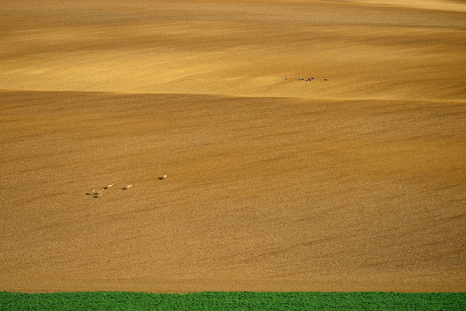 View of rolling agricultural fields in Moravia with a small herd of deer grazing in the distance Brno City District South Moravian Region Czechia.