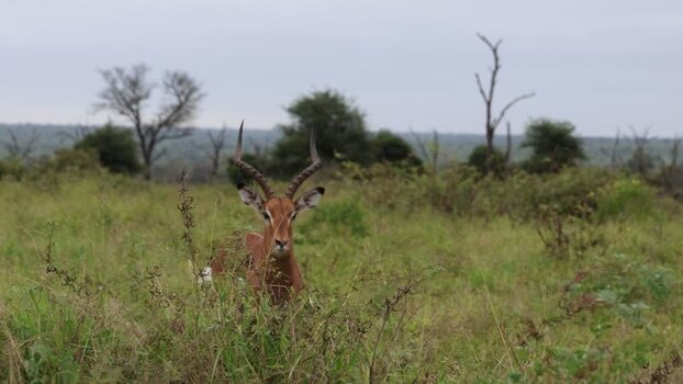View of an impala standing in the savanna of South Africa.
