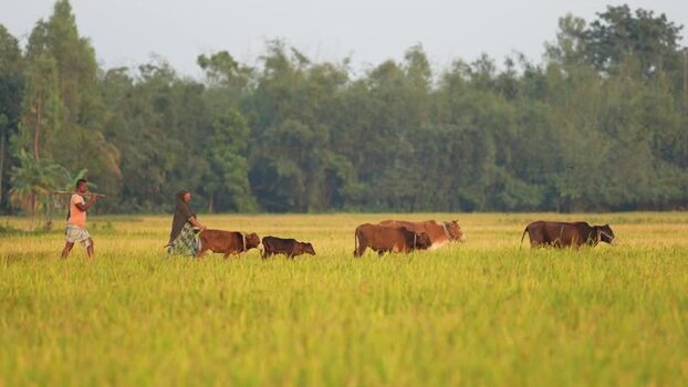 View of farmers walking with cows in a rice field Bangladesh.