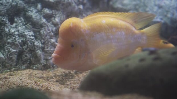 View of a yellow Midas cichlid swimming in an aquarium Spain.