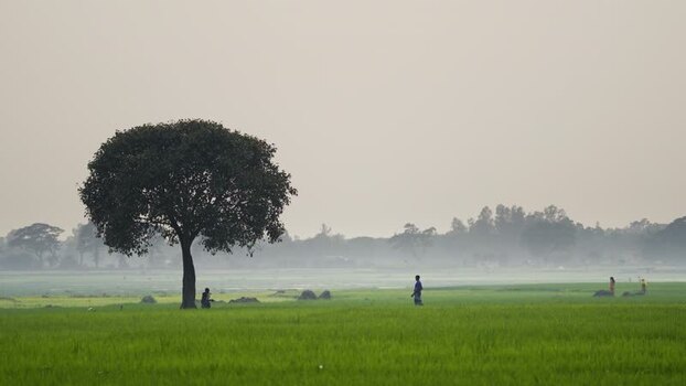 View of a lone tree in a green field with people Bangladesh. View of a lone tree in a green field with people Bangladesh.