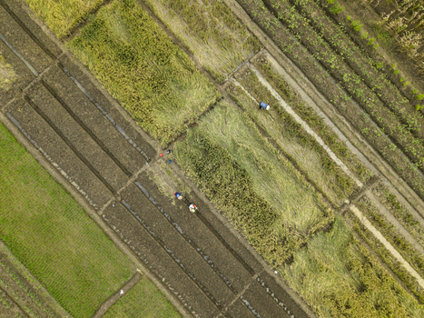 Aerial view of workers harvesting crops in the fields the golden and green crops create a colorful contrast against the dark soil Kendal Central Java Indonesia. Aerial view of workers harvesting crops in the fields the golden and green crops create a colorful contrast against the dark soil Kendal Central Java Indonesia.
