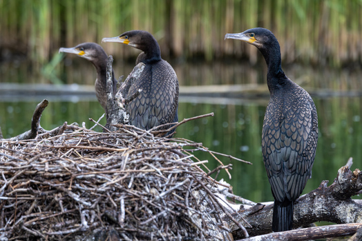 View of three cormorants perched on a large nest of twigs and branches by the water with green reeds in the background Selestat Grand Est France.