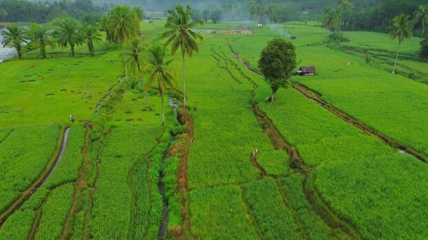 Aerial view of Taba Tembilang rice fields in Indonesia. Aerial view of Taba Tembilang rice fields in Indonesia.