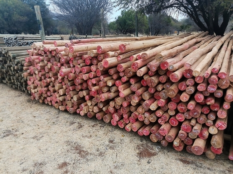 View of neatly stacked wooden poles and planks at a timber yard in Pretoria Gauteng South Africa. View of neatly stacked wooden poles and planks at a timber yard in Pretoria Gauteng South Africa.