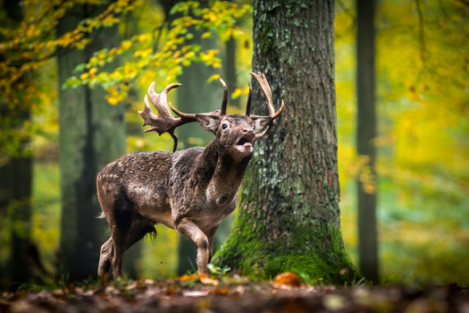 View of a fallow deer with large antlers standing in an autumn forest with mossy trees and fallen leaves in Debrzno Pomeranian Voivodeship Poland.