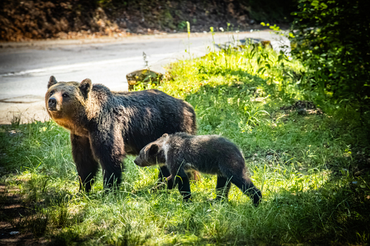 View of a brown bear and her cub standing in the grass near the Transfagarasan road in Curtea de Arges Judetul Arges Romania. View of a brown bear and her cub standing in the grass near the Transfagarasan road in Curtea de Arges Judetul Arges Romania.