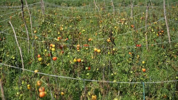 View of a tomato plantation with ripening fruit on trellises Nepal.