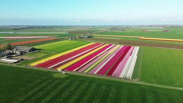 Aerial view of vibrant tulip fields Netherlands.
