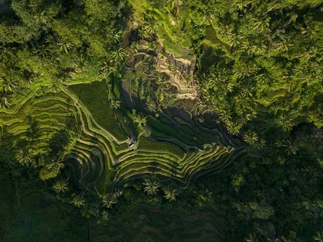 Aerial view of Tegallalang Rice Terrace with lush green tiered paddies palm trees and tropical vegetation in the morning light in Kecamatan Tegallalang Bali Indonesia. Aerial view of Tegallalang Rice Terrace with lush green tiered paddies palm trees and tropical vegetation in the morning light in Kecamatan Tegallalang Bali Indonesia.