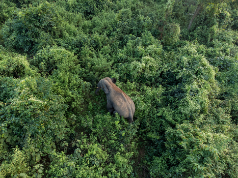 Aerial view of an elephant amidst a dense vibrant green forest canopy its grey skin a stark contrast to the surrounding foliage Sherpur Mymensingh Division Bangladesh. Aerial view of an elephant amidst a dense vibrant green forest canopy its grey skin a stark contrast to the surrounding foliage Sherpur Mymensingh Division Bangladesh.