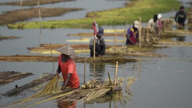 View of workers processing jute fibers in the water Bangladesh.