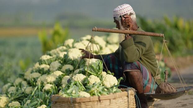 View of a farmer weighing cauliflowers in Bogura Bangladesh. View of a farmer weighing cauliflowers in Bogura Bangladesh.