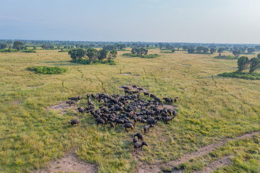 Aerial view of a large herd of African buffaloes grazing in the vast grassy savanna of Queen Elizabeth National Park in Katunguru Western Region Uganda.