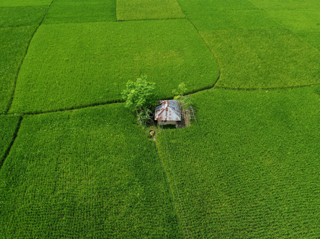 Aerial view of a small hut with a corrugated metal roof nestled in vibrant green rice fields in Joypurhat Rajshahi Division Bangladesh. Aerial view of a small hut with a corrugated metal roof nestled in vibrant green rice fields in Joypurhat Rajshahi Division Bangladesh.