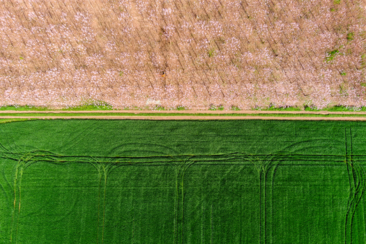 Aerial view of a field divided by a dirt path showing a contrast between vibrant green crops with tractor tracks and a section of dry brownish vegetation in Bulgaria. Aerial view of a field divided by a dirt path showing a contrast between vibrant green crops with tractor tracks and a section of dry brownish vegetation in Bulgaria.