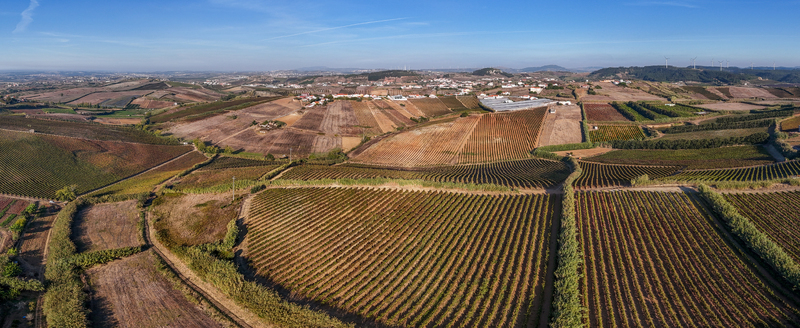 Aerial view of vineyards stretching across the rolling landscape of the countryside under a clear blue sky in Encarnacao Lisboa Portugal. Aerial view of vineyards stretching across the rolling landscape of the countryside under a clear blue sky in Encarnacao Lisboa Portugal.
