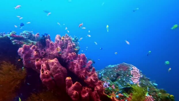 View of a vibrant coral reef with tropical fish in Bali Indonesia.