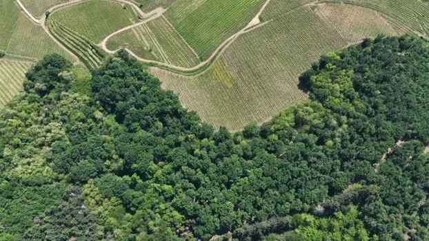 Aerial view of vineyards and lush forest in Selestat France.