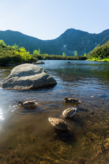 View of ducks swimming in the clear waters of Rohacske plesa surrounded by rocky peaks and lush greenery in Zuberec Zilina Region Slovakia. View of ducks swimming in the clear waters of Rohacske plesa surrounded by rocky peaks and lush greenery in Zuberec Zilina Region Slovakia.