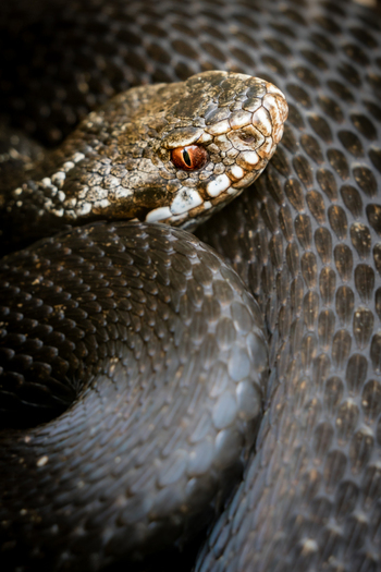 View of a European adder with detailed dark scales and a striking reddish orange eye coiled in a natural habitat in Debrzno Pomeranian Voivodeshi Poland. View of a European adder with detailed dark scales and a striking reddish orange eye coiled in a natural habitat in Debrzno Pomeranian Voivodeshi Poland.