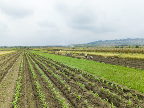 Aerial view of agricultural fields with workers tending to the crops under a cloudy sky Kendal Central Java Indonesia. Aerial view of agricultural fields with workers tending to the crops under a cloudy sky Kendal Central Java Indonesia.