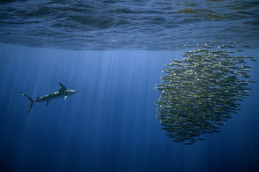 View of a marlin approaching a large bait ball of small fish in clear blue water with sunlight rays in Magdalena Bay Mexico.