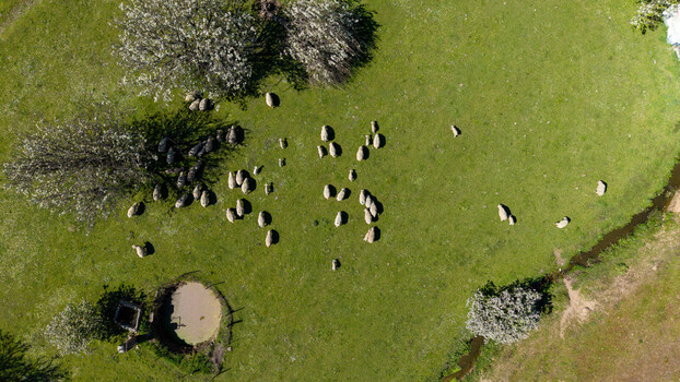 Aerial view of a flock of sheep scattered across a vibrant green field dotted with trees and a small pond casting shadows in the Spanish sun Navas del Madrono Extremadura Spain.