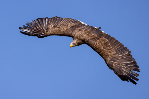 View of a majestic white tailed eagle soaring through a clear blue sky with its wings fully extended in Selestat Grand Est France.