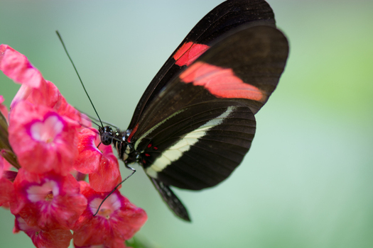 View of a postman butterfly with black red and white wings resting on a cluster of vibrant pink flowers in Costa Rica.