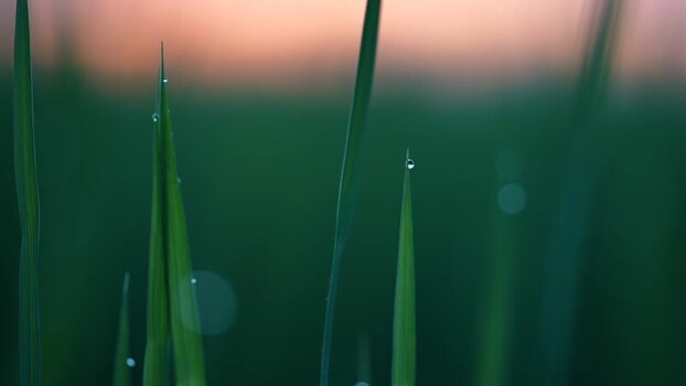 View of green grass blades with dew drops at dawn Bangladesh. View of green grass blades with dew drops at dawn Bangladesh.